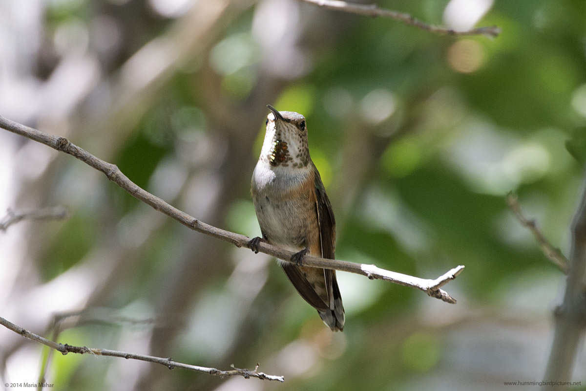 31+ Rufous Hummingbird
 Pictures