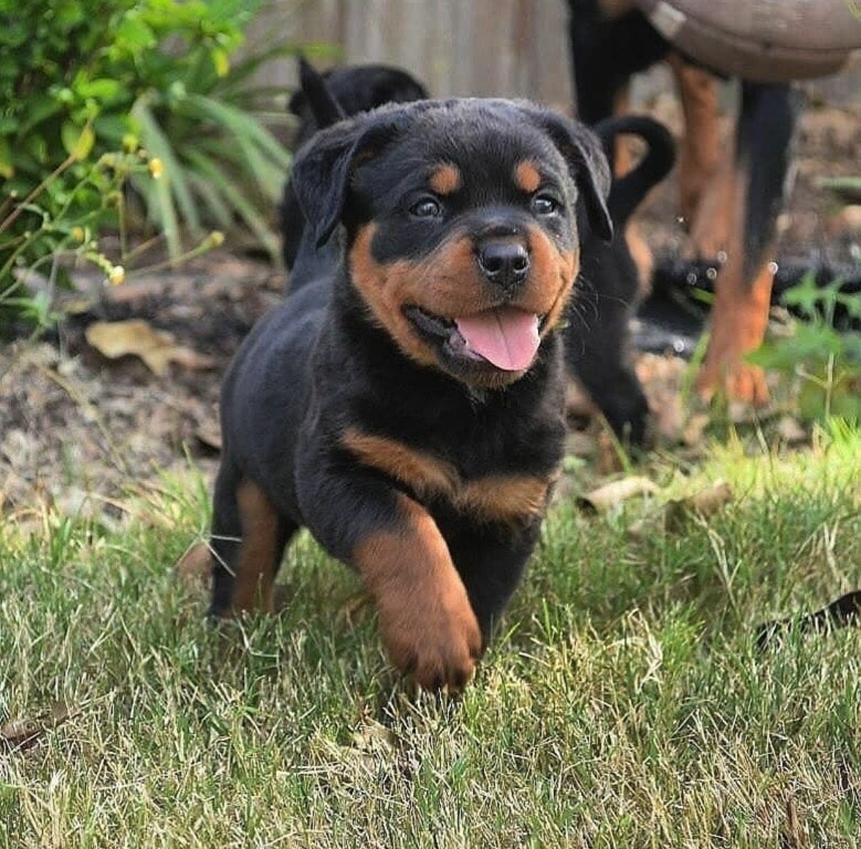 View Rottweiler Puppies Pictures