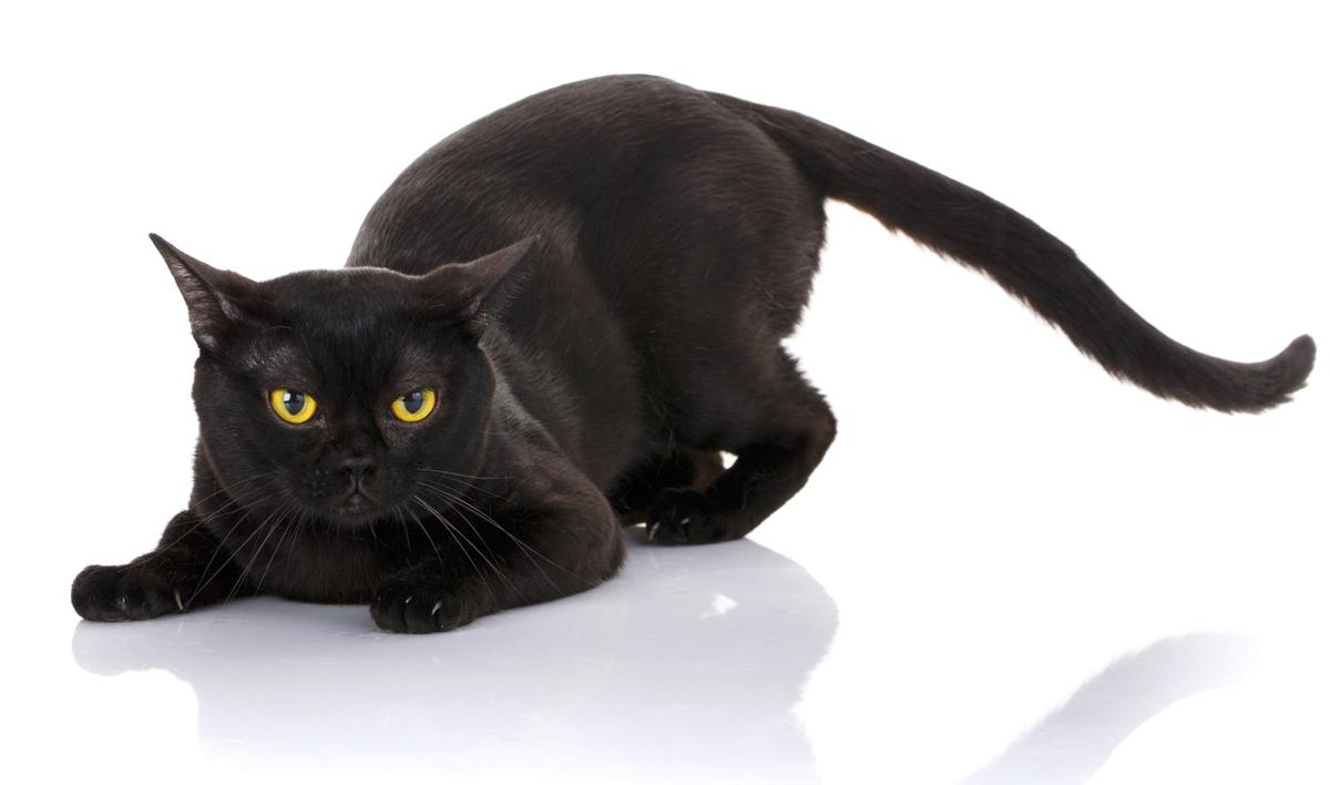 View Bombay Cat Pictures