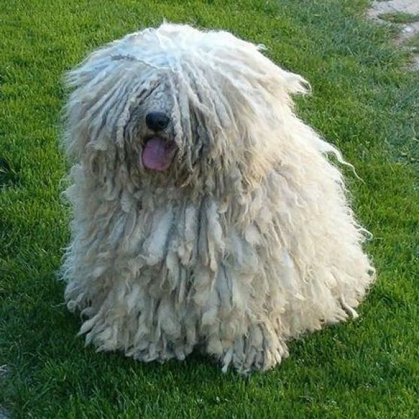 40+ Hungarian Puli
 Pictures