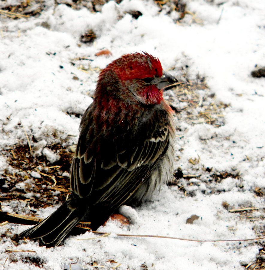 View Red Headed Sparrow
 Images