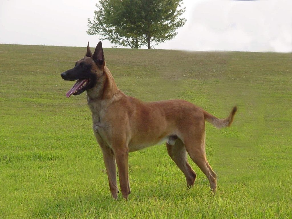 View Malinois Dog Pictures
