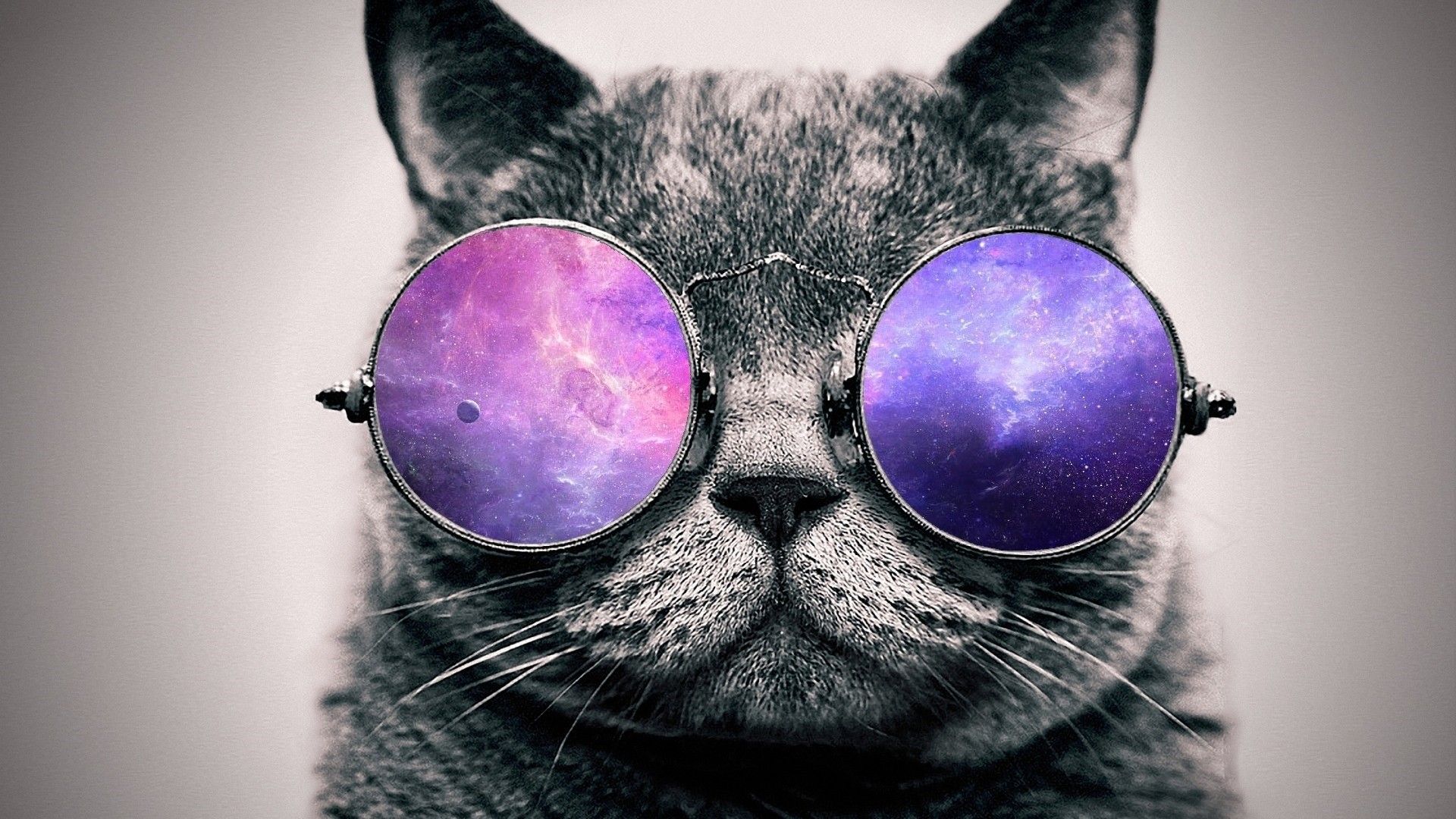 26+ Cat With Glasses
 Images