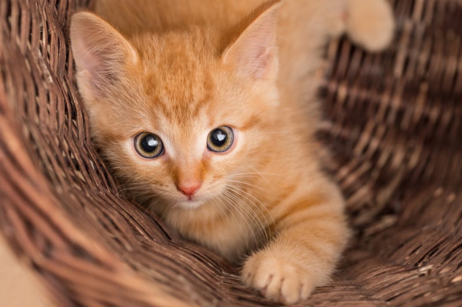 Get Ginger Kitten
 Pictures