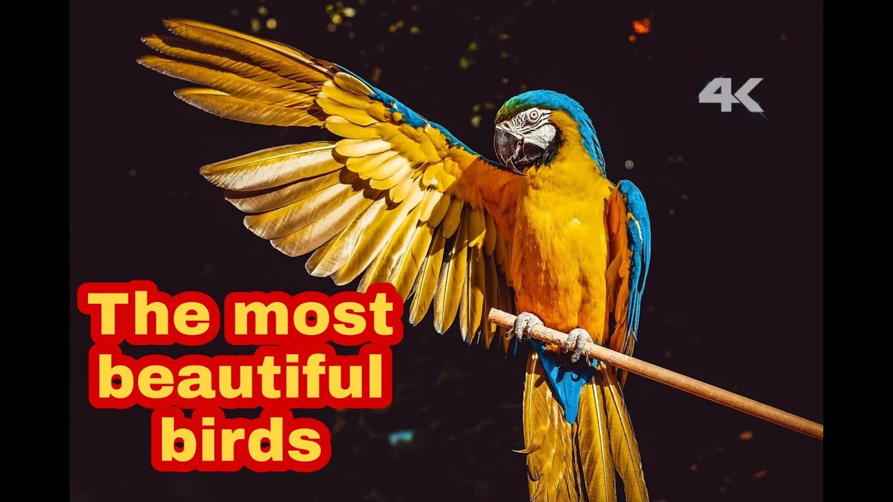View Most Beautiful Birdsongs
 Pictures
