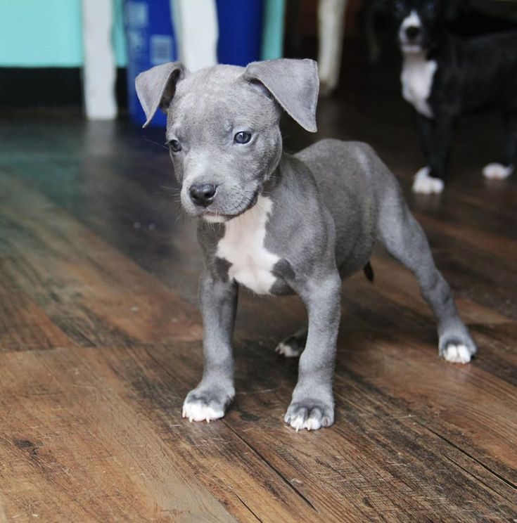 28+ Pitbull Puppies For Sale Near Me
 Images