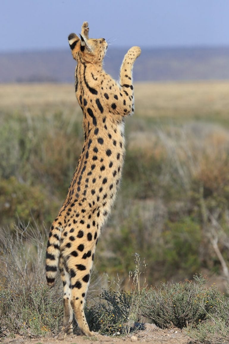 View Serval Pet
 Pics