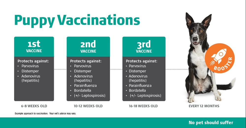 44+ Puppy Vaccinations
 Pics