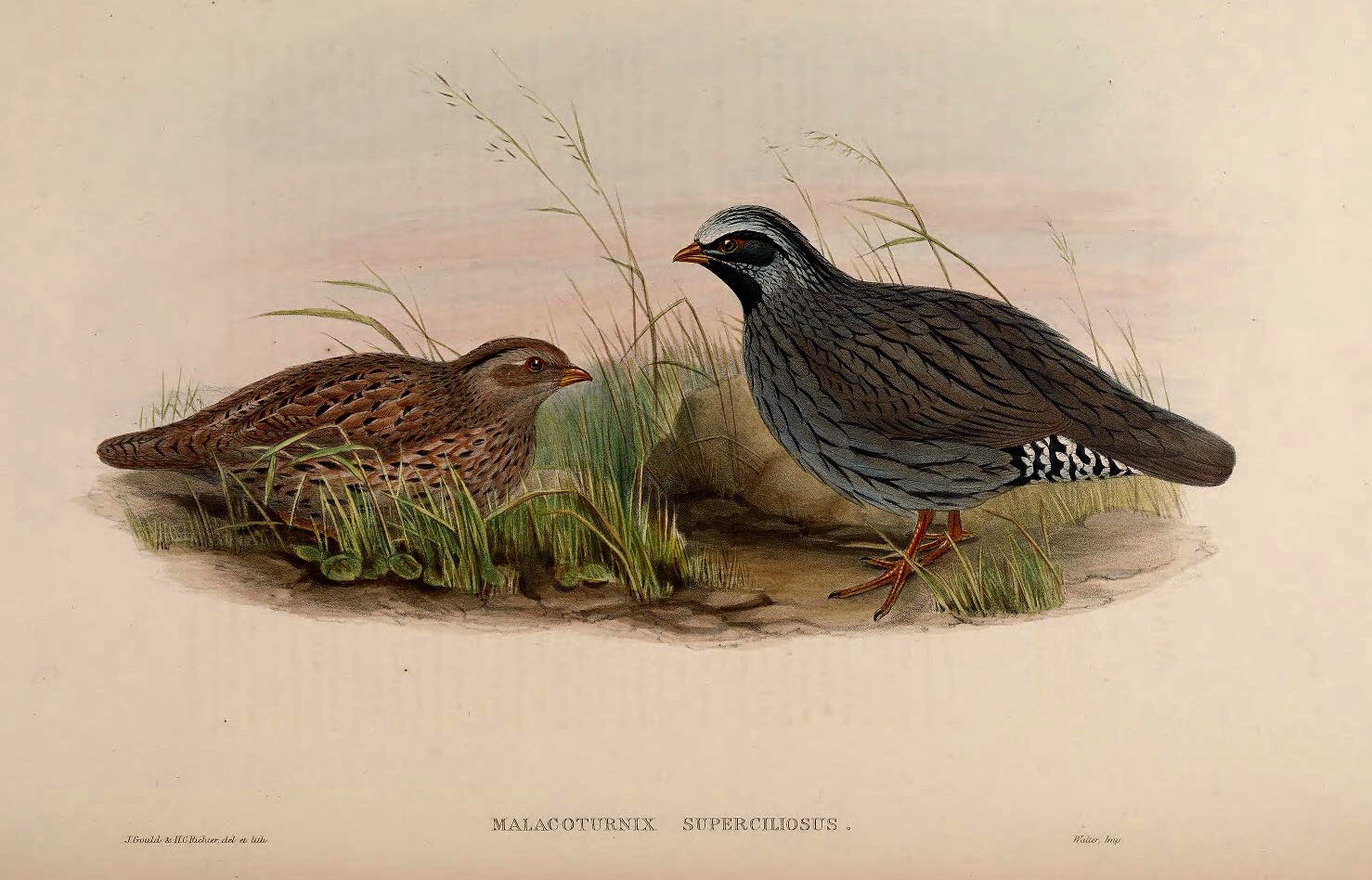 View Himalayan Quail Pictures