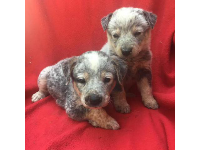 46+ Blue Heeler Puppies For Sale
 Pictures