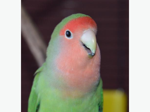 Get Peach Faced Lovebird
 Pictures