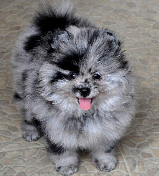 Get Pomeranian For Sale Pictures