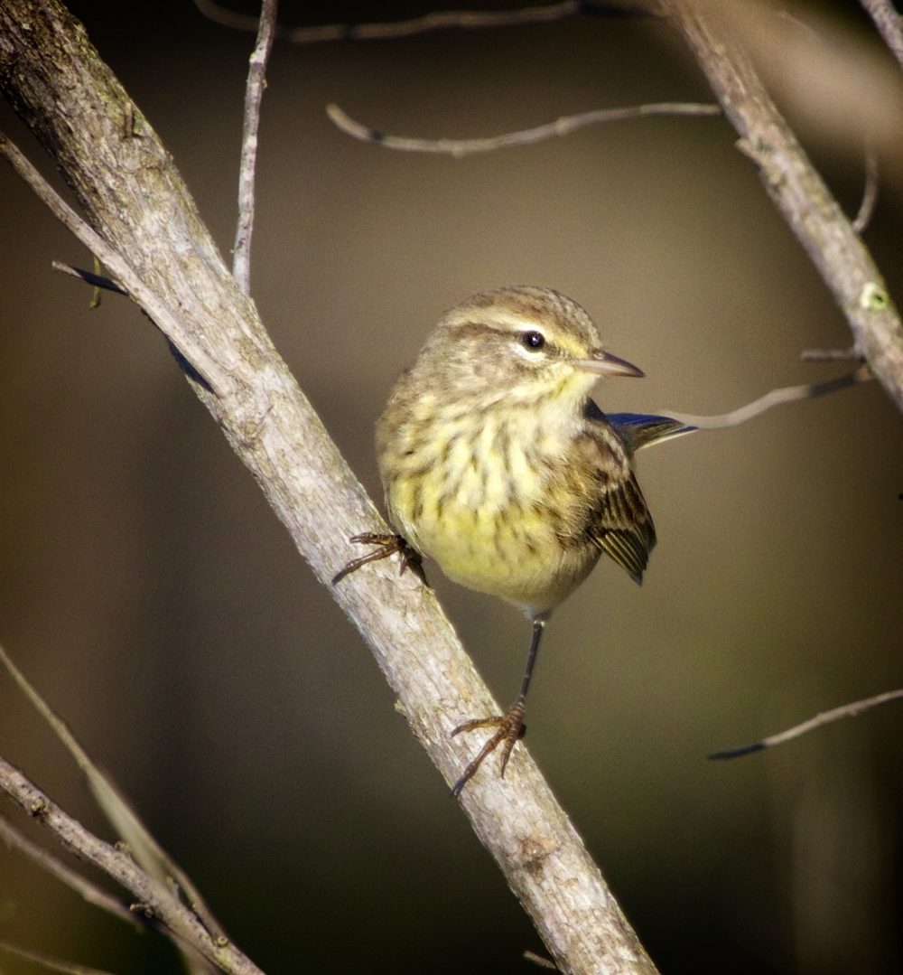 View Palm Warbler
 Images