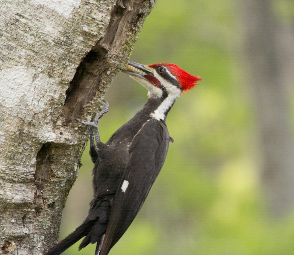 Members of this family are found worldwide, . Why do Woodpeckers Peck? â Ornithology