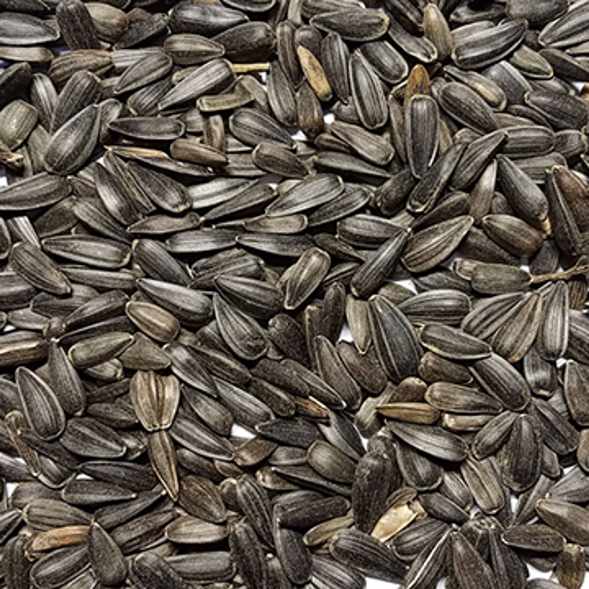 Download Black Oil Sunflower Seeds Background