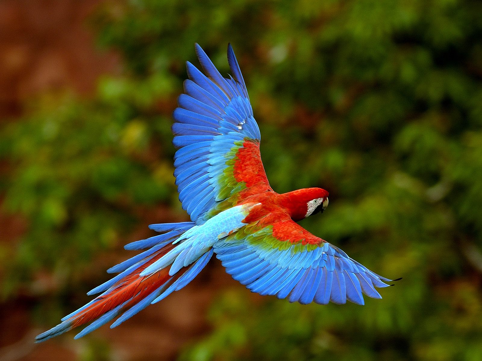 Download Macaw Parrot Images