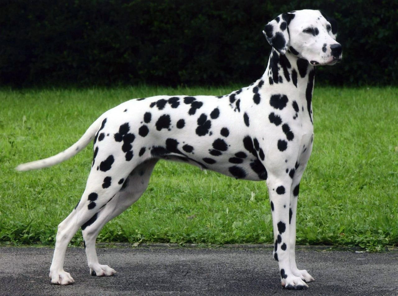 Get Dalmatian Dog
 PNG