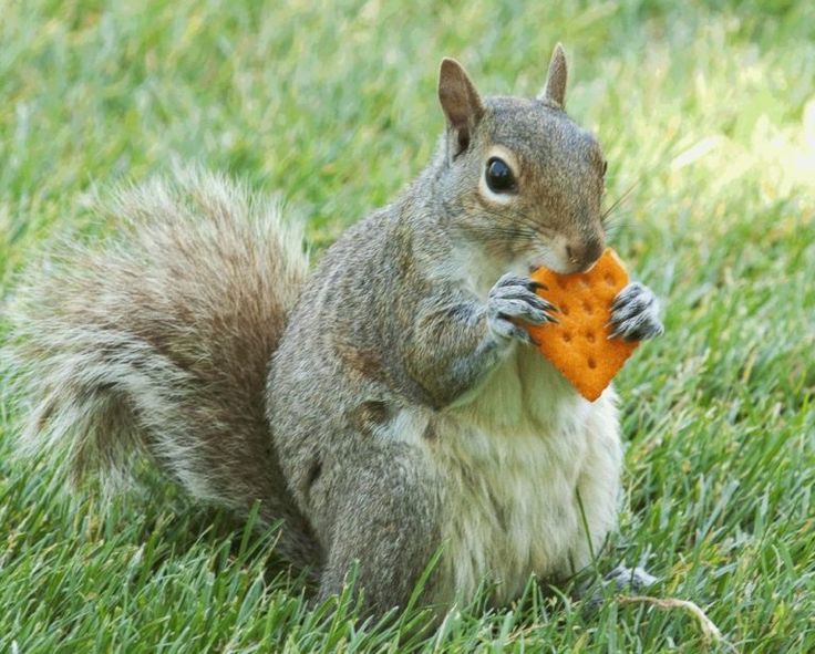 13+ Do Squirrels Eat Birds Pics