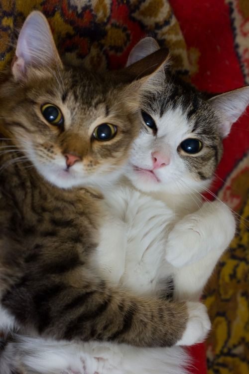Download Cats Cuddling
 Background