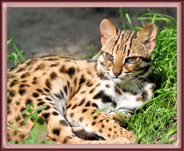 31+ Asian Leopard Cat
 Background