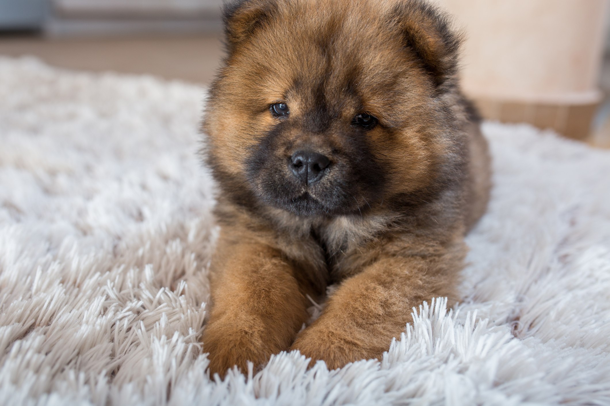 View Chow Chow Puppy Pics