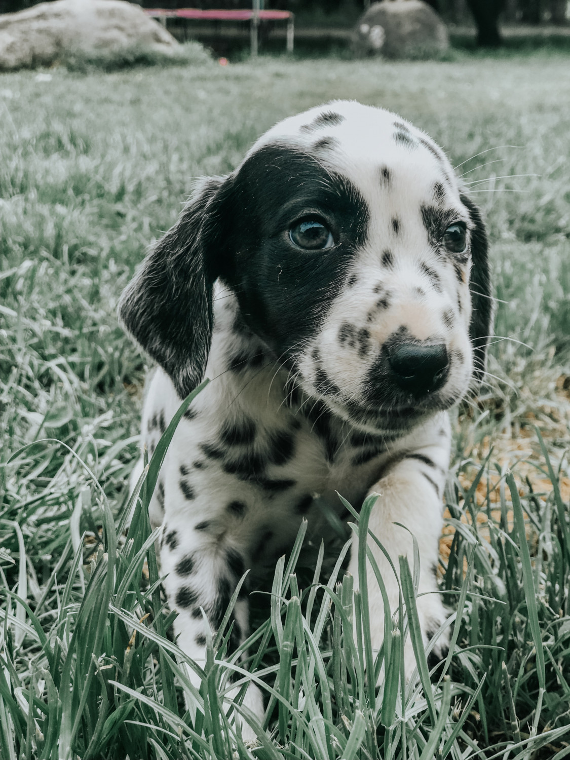 View Dalmatian Puppies For Sale
 Gif