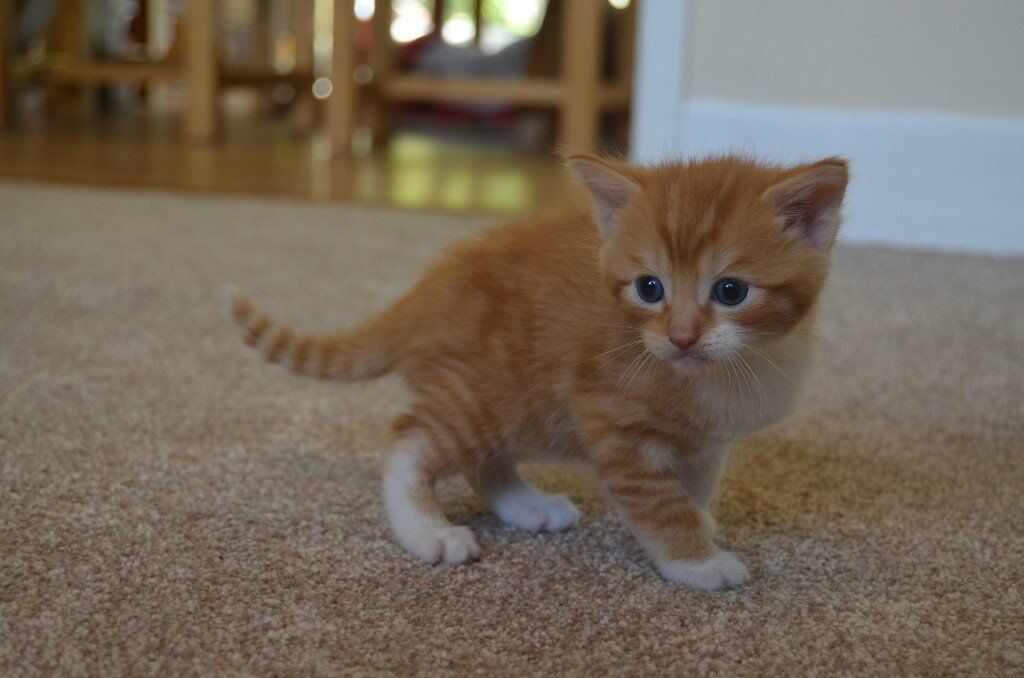 Download Ginger Tabby Cat
 Pictures