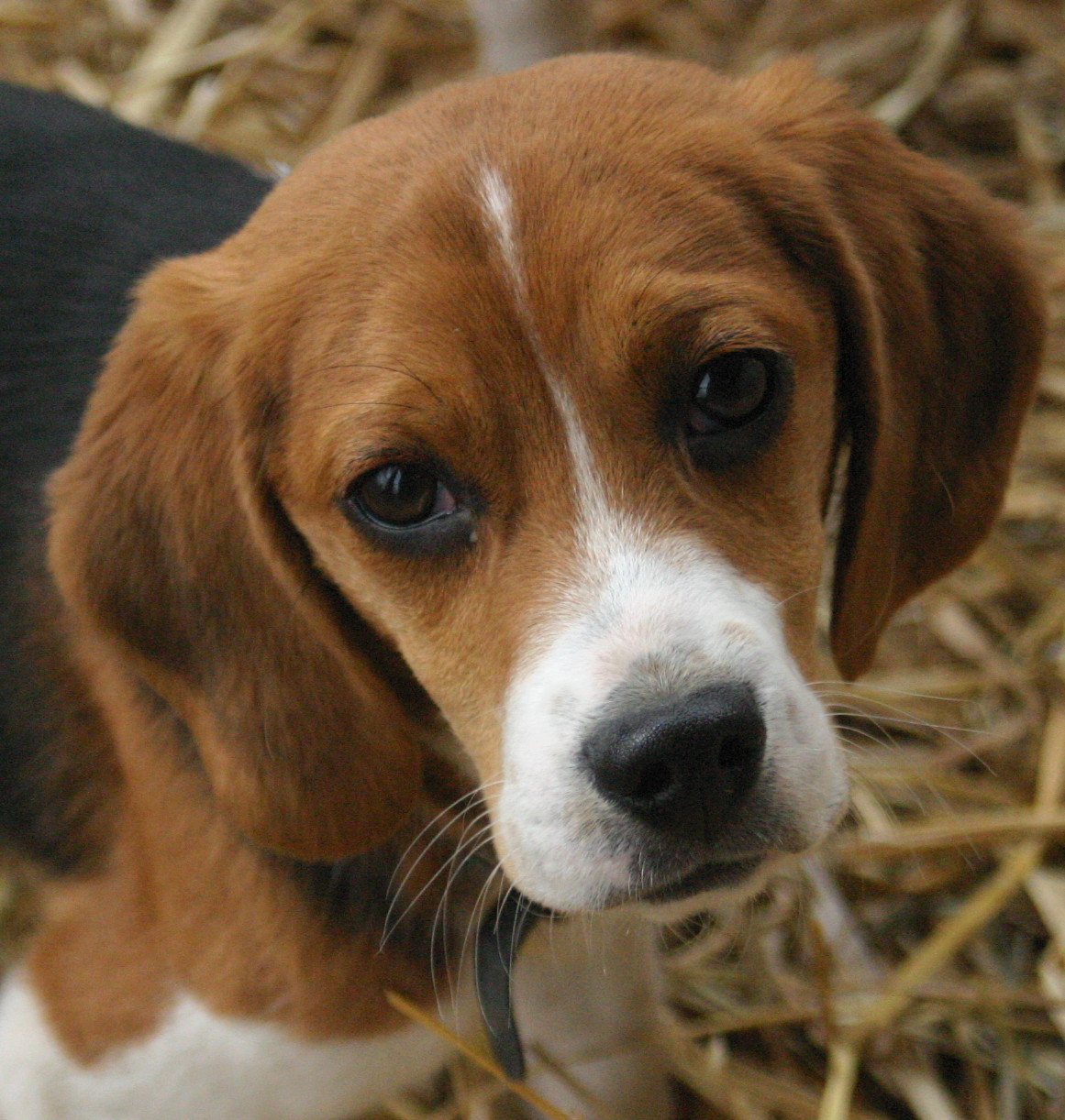 Get Beagle Dog Images