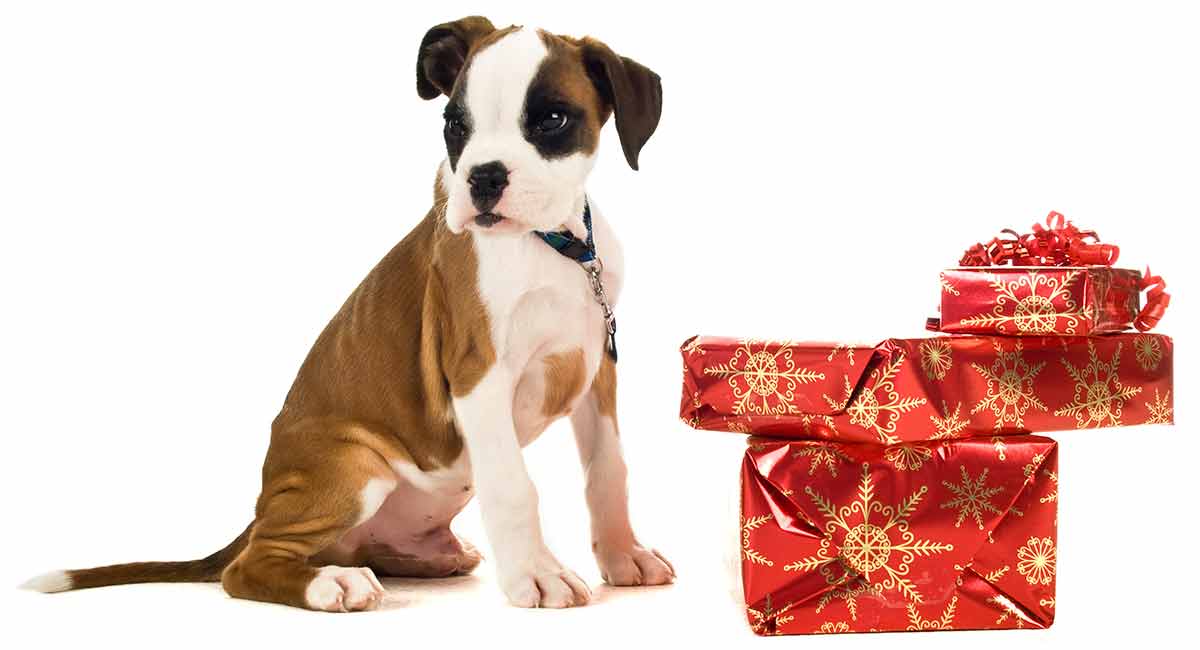 41+ Dog Gifts
 PNG