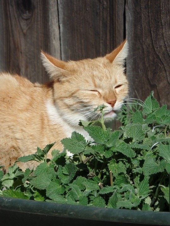 Download Catnip For Dogs
 PNG