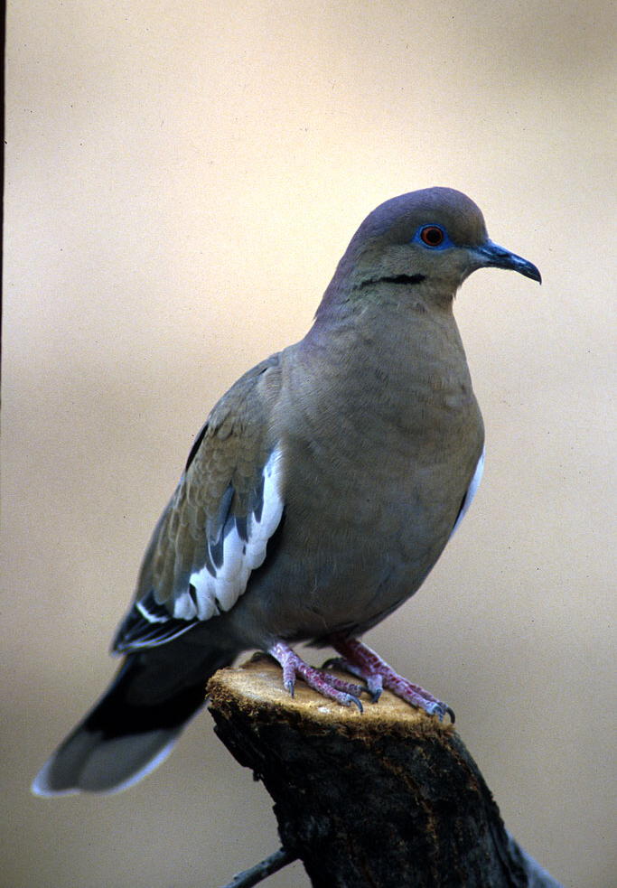 12+ White Winged Dove
 PNG