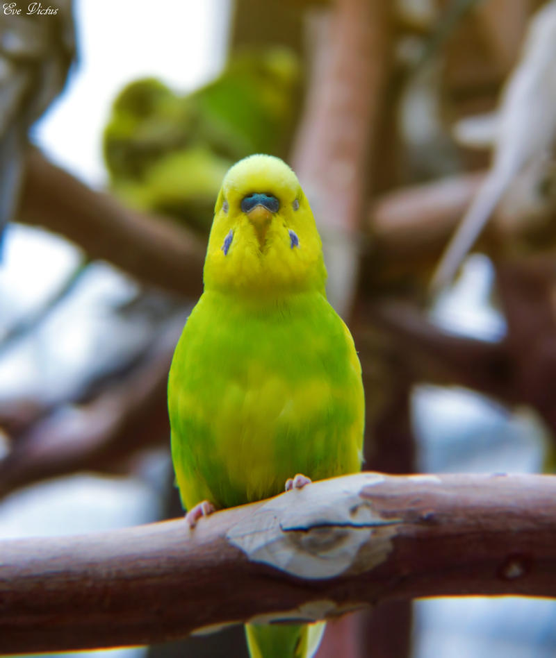 12+ Green Parrot Background