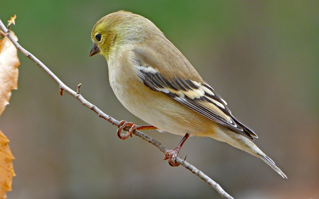32+ Female Goldfinch
 Background