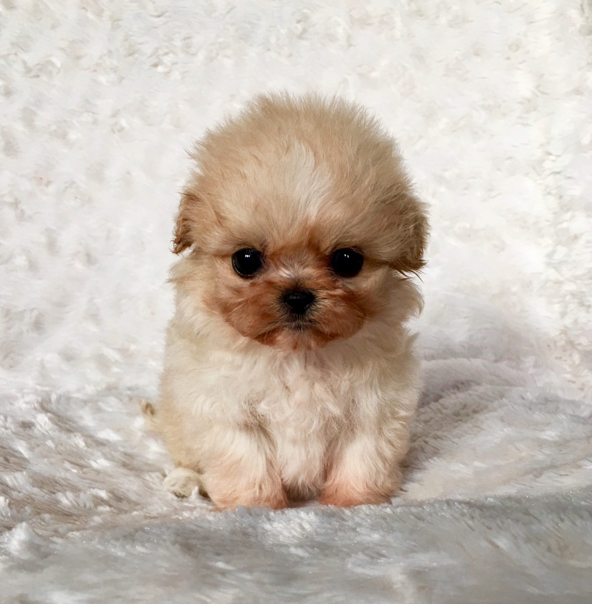 24+ Teacup Puppies Pictures