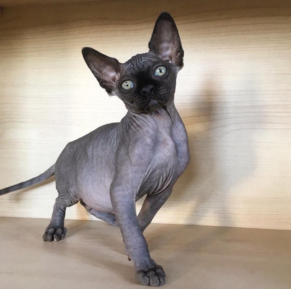 Download Black Hairless Cat Images