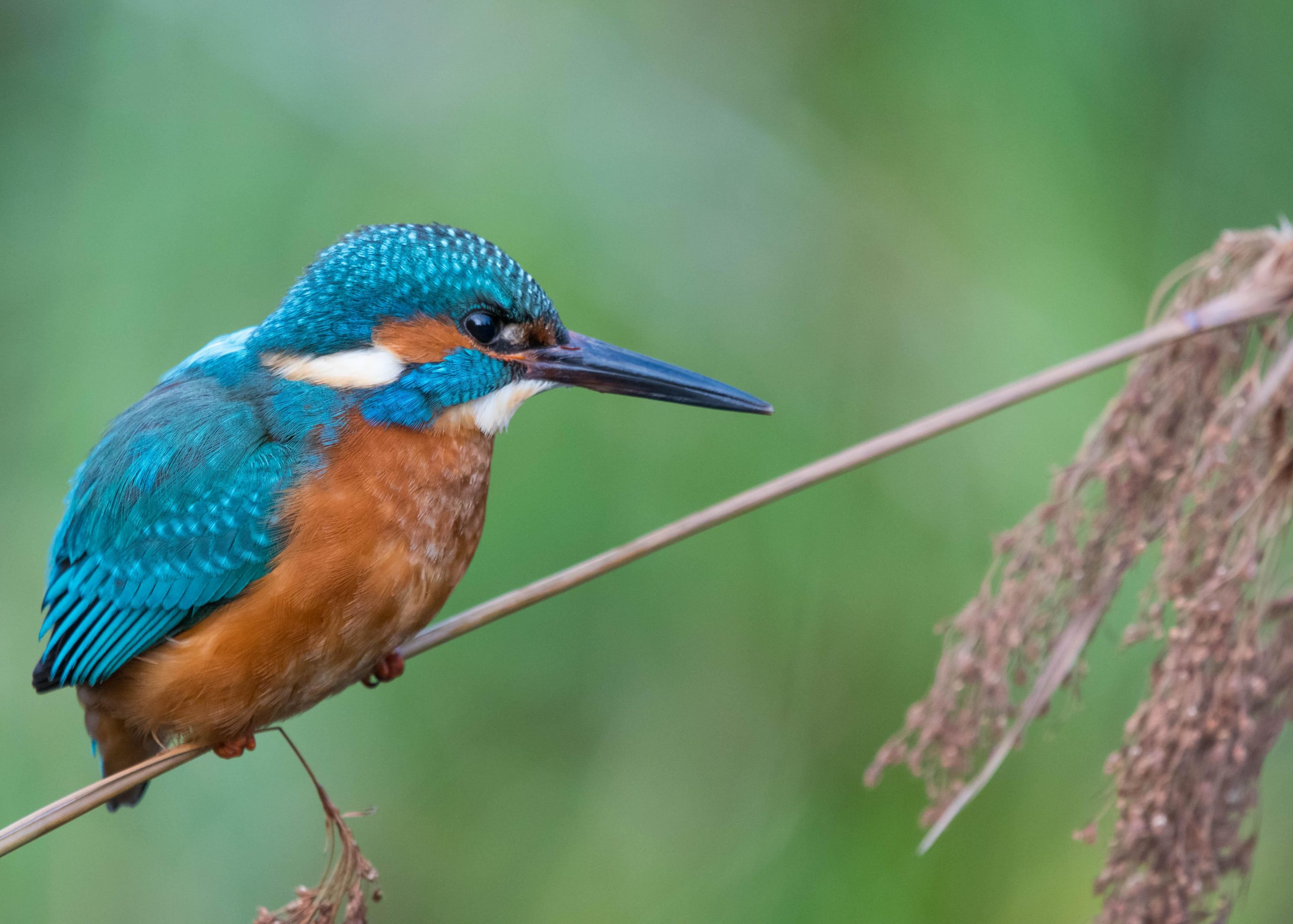 Get Common Kingfisher
 Images