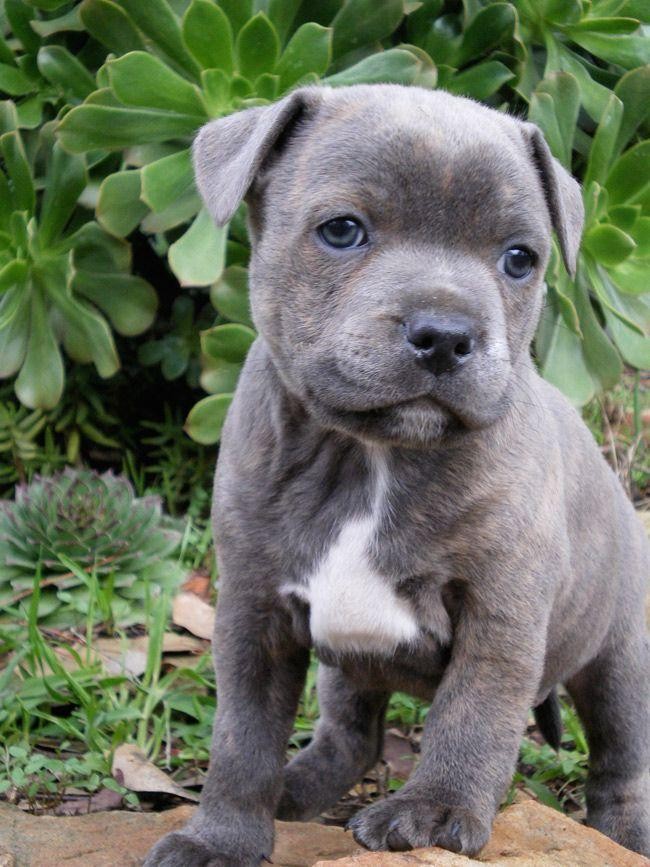 30+ Staffordshire Bull Terrier For Sale
 Background