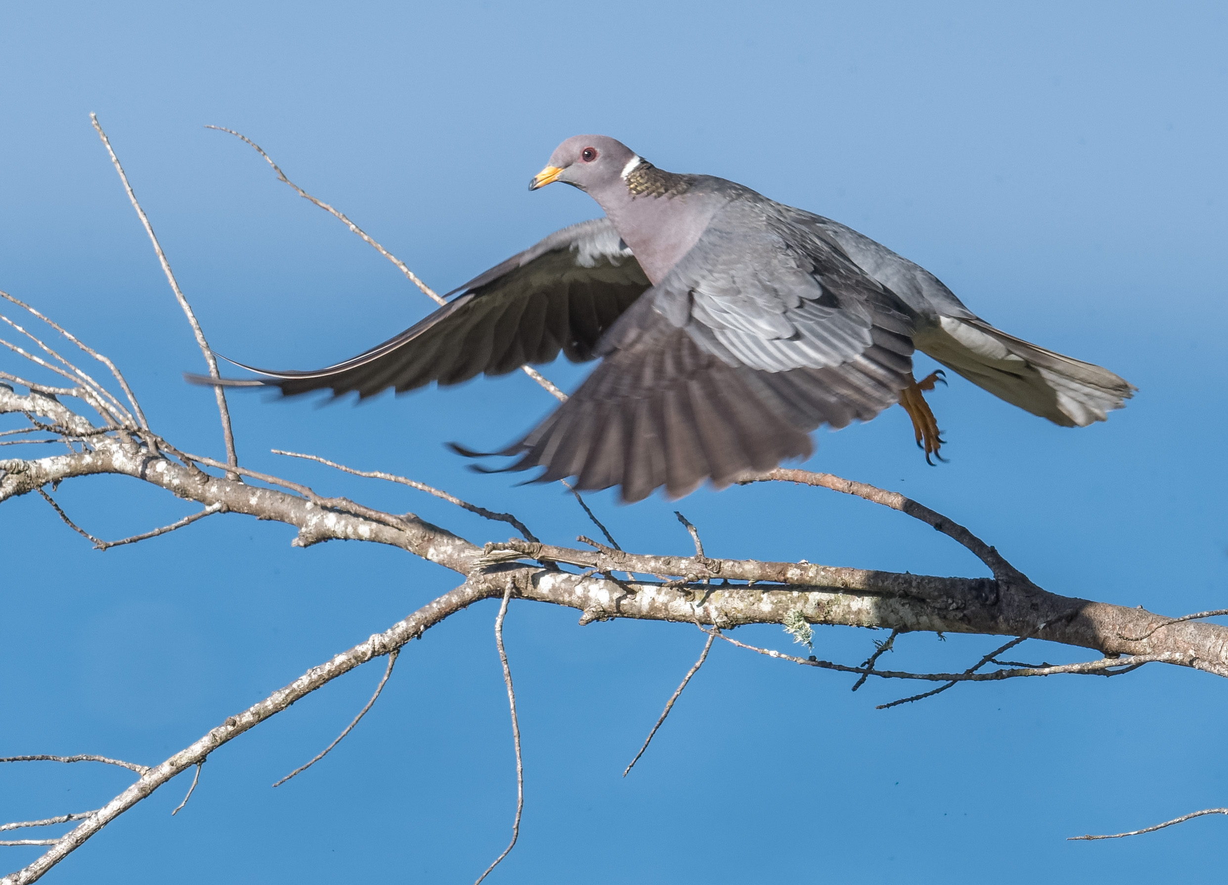 32+ Band Tailed Pigeon
 Pictures