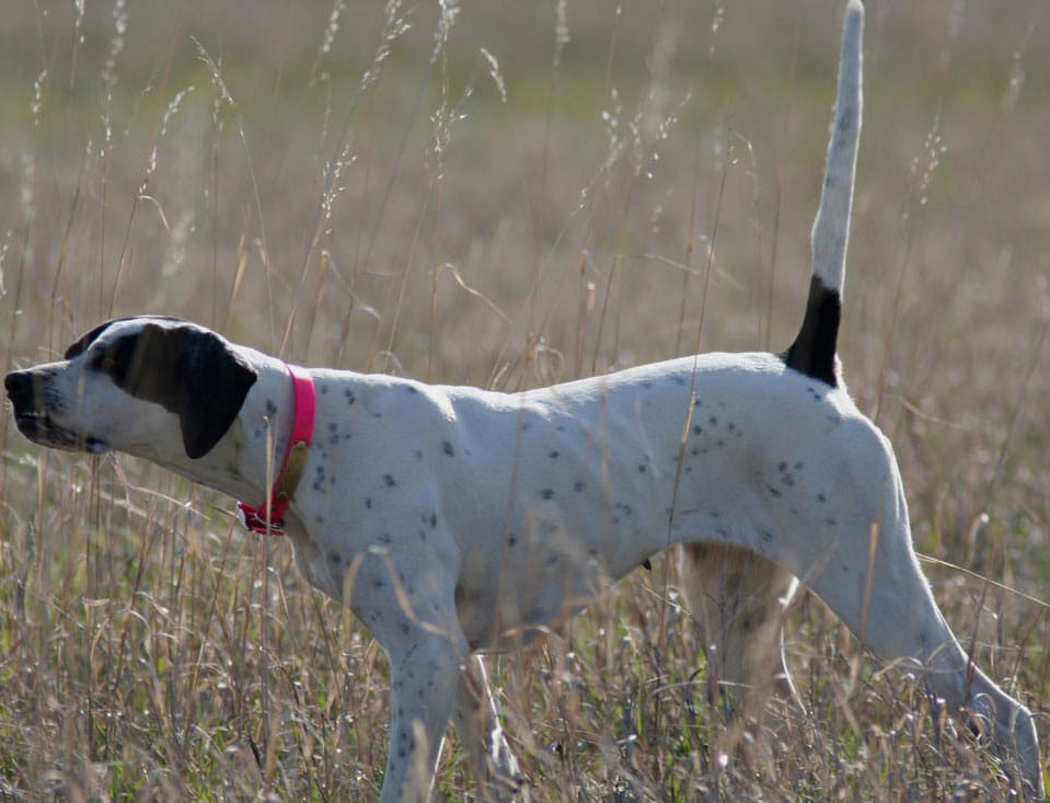 View English Pointer Images