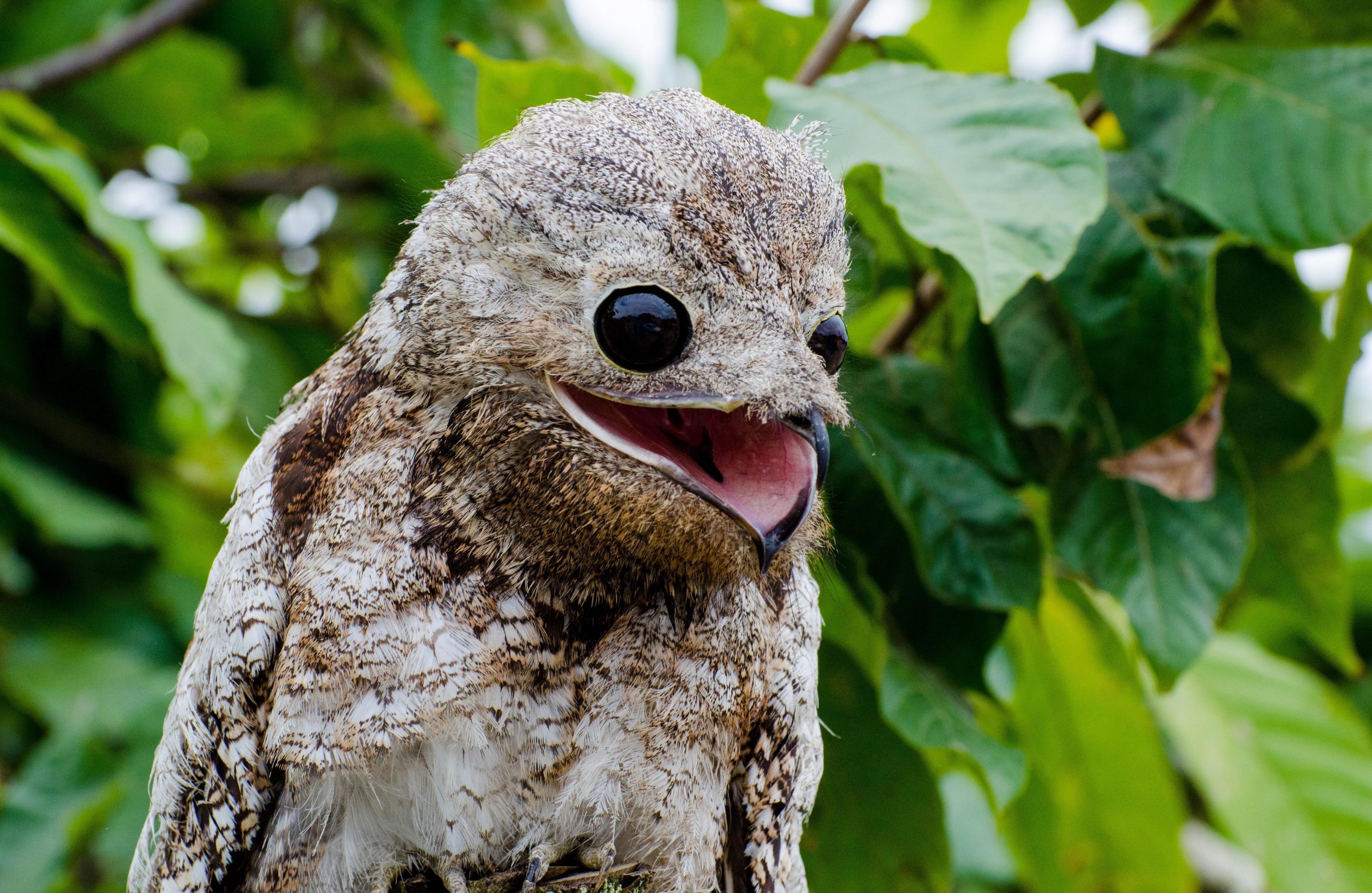 46+ Potoo Owl
 Pictures