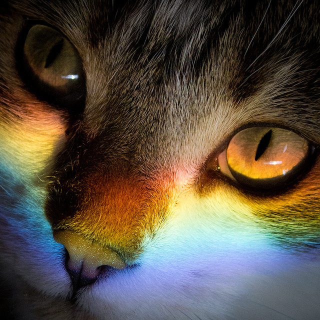 Download Rainbow Cat
 Background