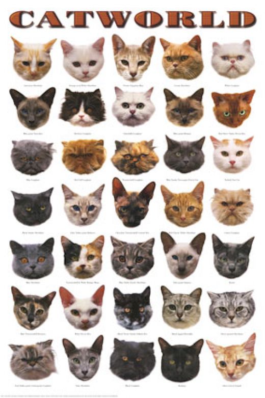 49+ Different Types Of Cats Images