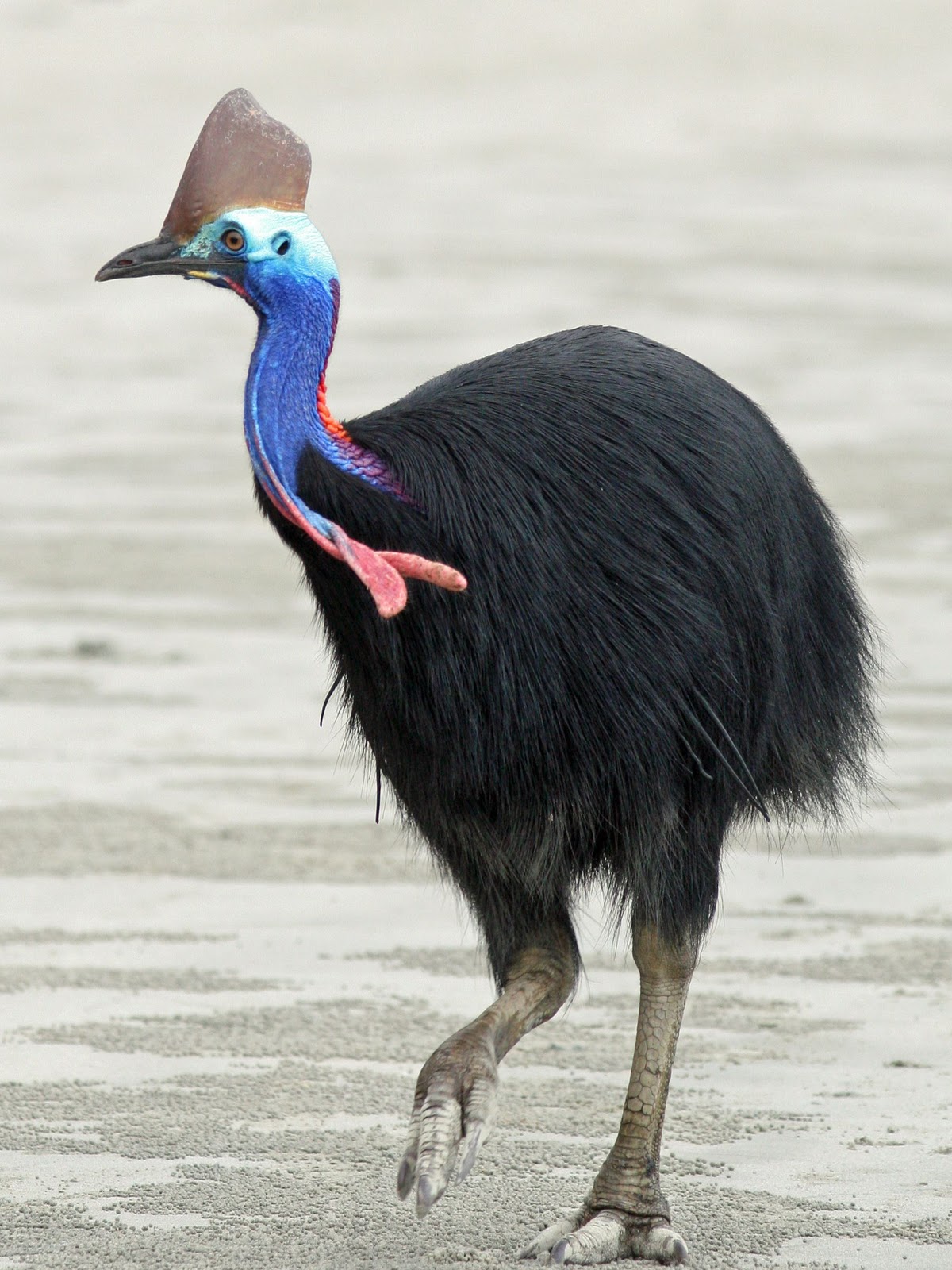 10+ Southern Cassowary
 Images