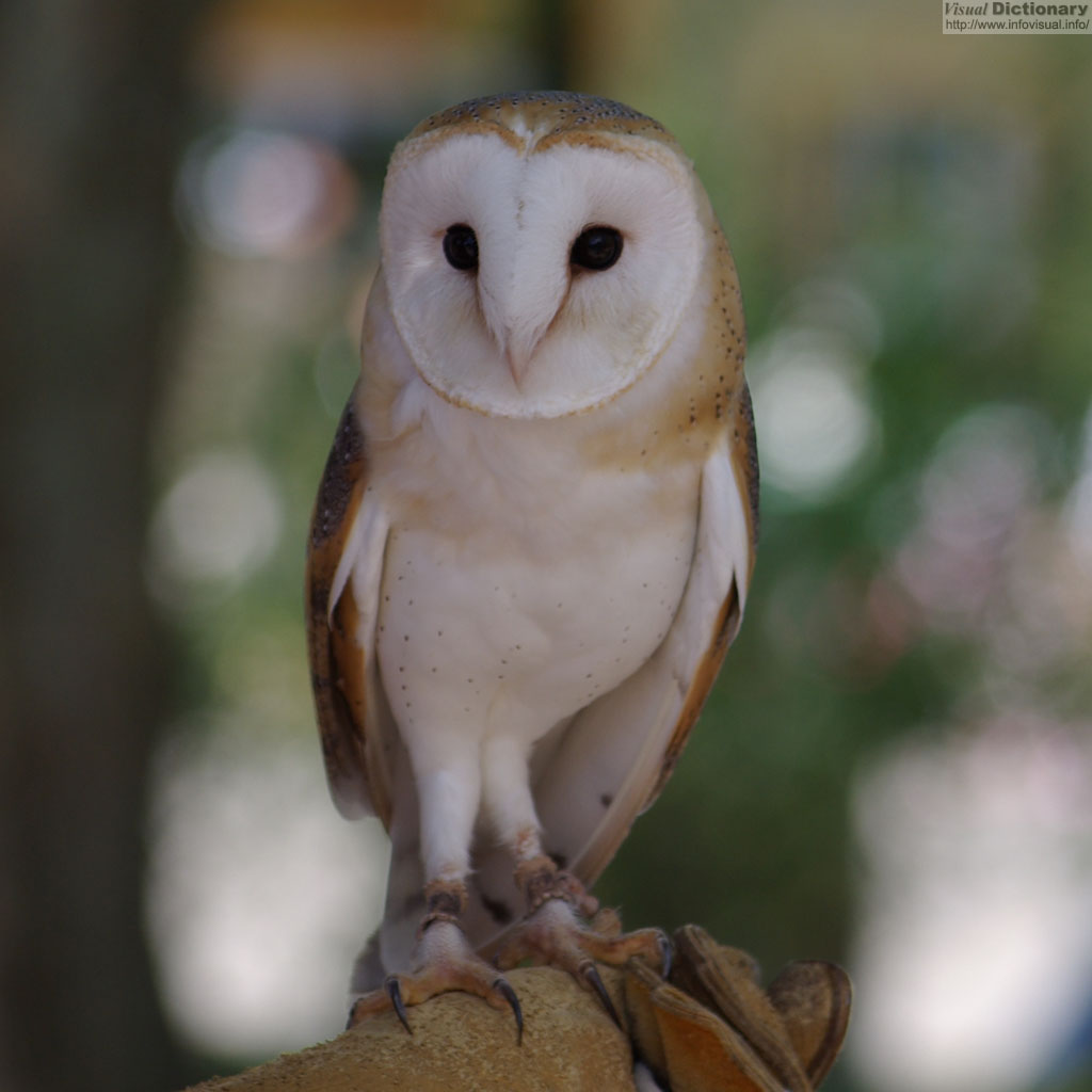 Download Hairless Owl PNG