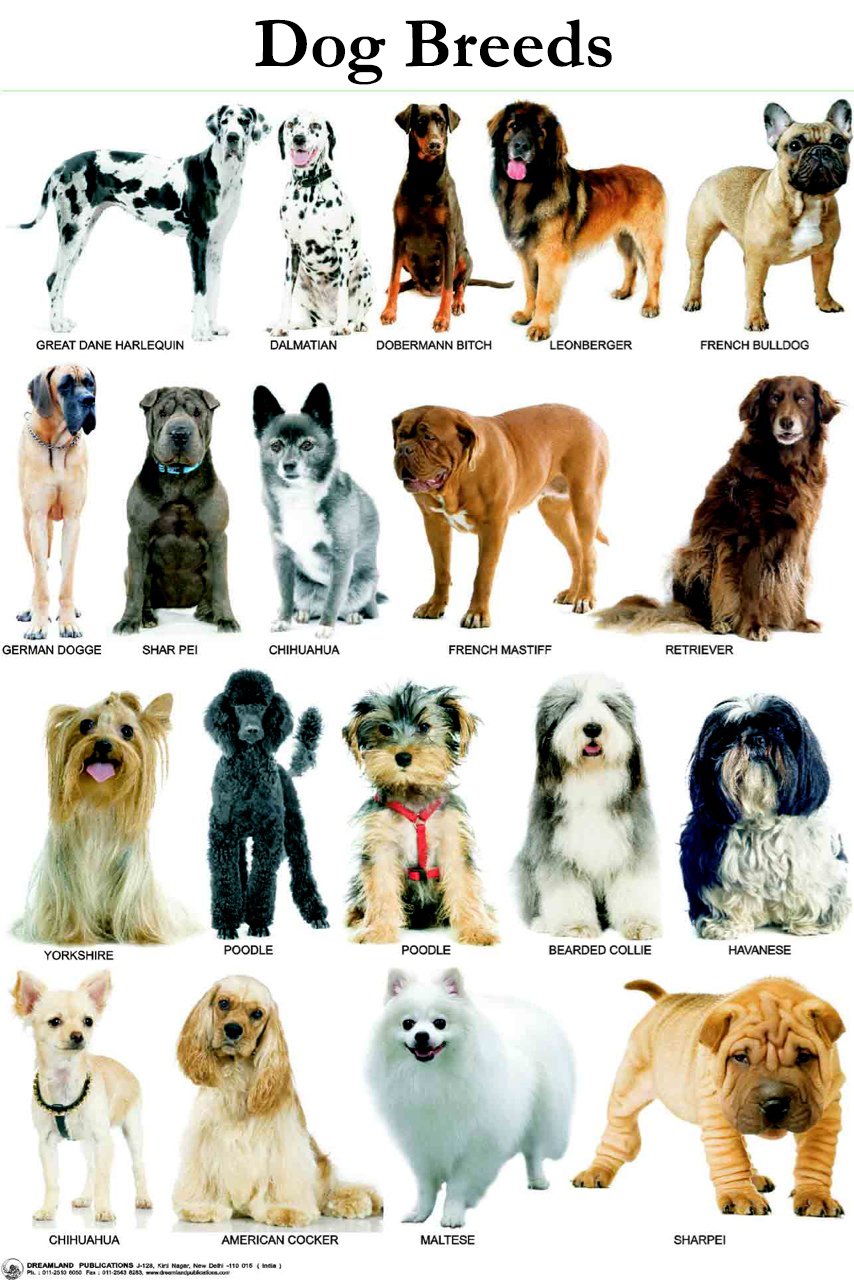 39+ Kinds Of Dogs
 Background