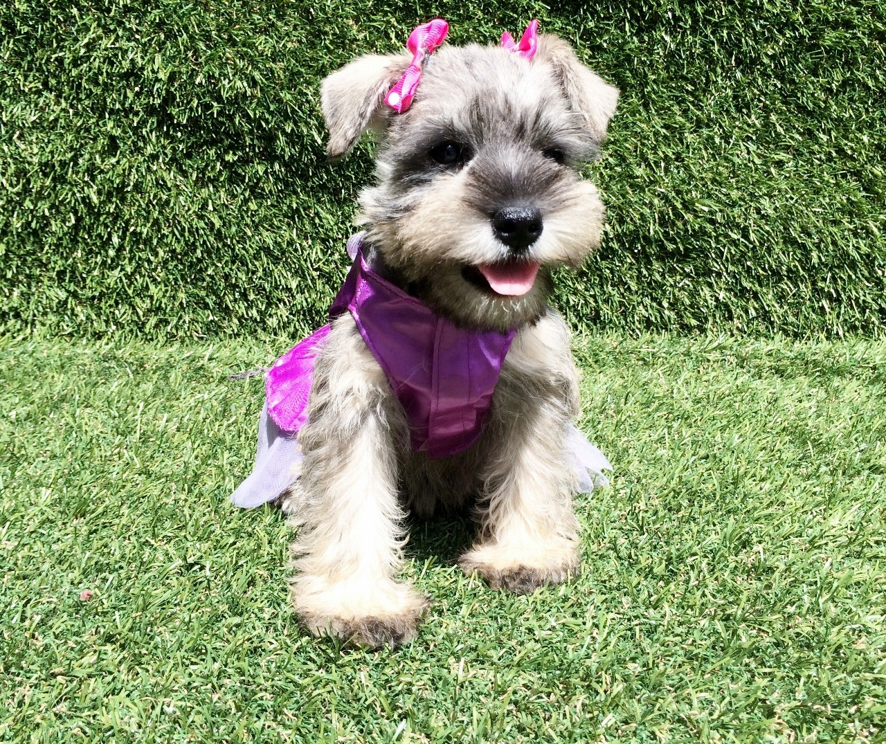 29+ Miniature Schnauzer Puppies For Sale Pictures