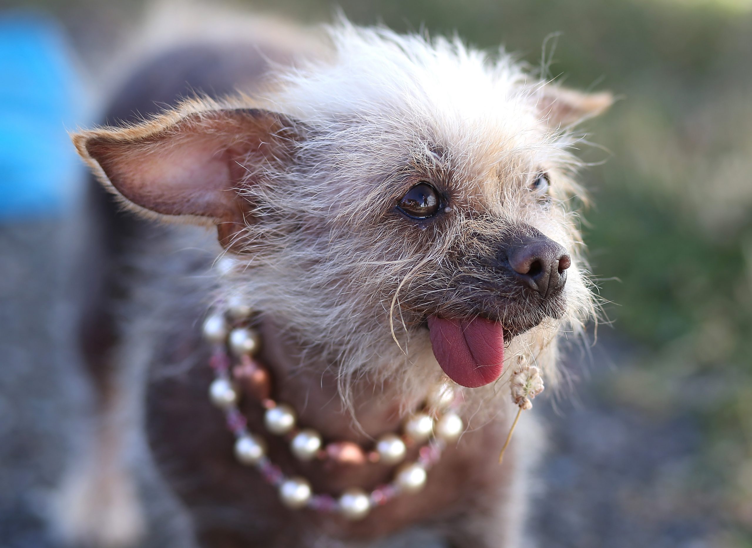Download Ugliest Dog In The World
 Gif