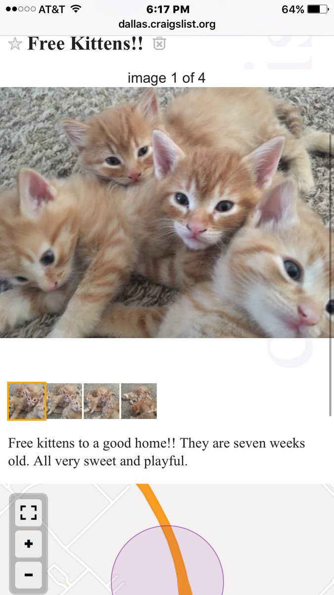View Craigslist Free Kittens
 Pics