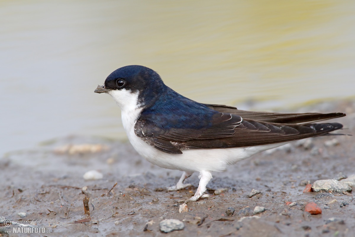 View House Martin
 Images