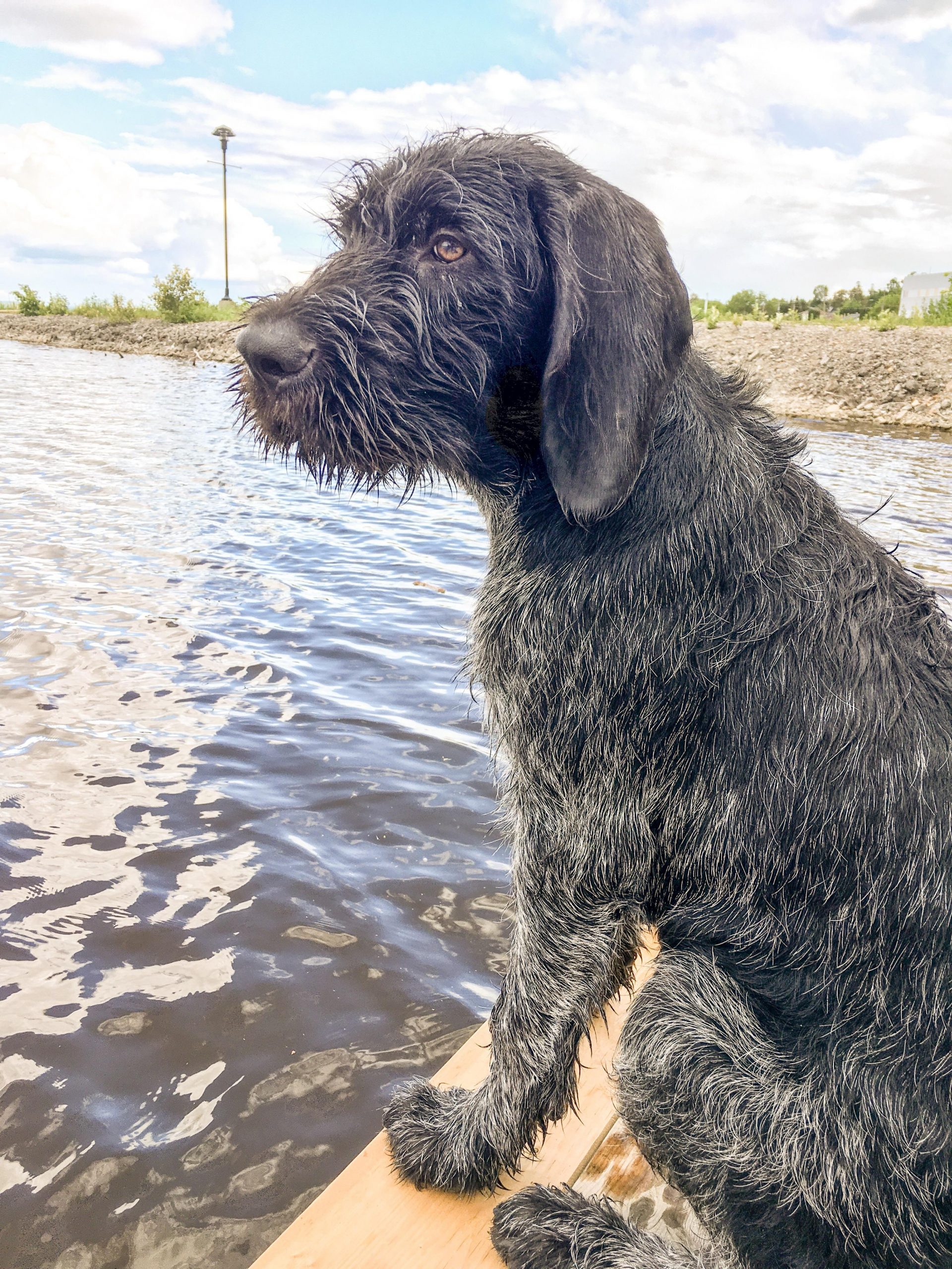 Download German Wirehaired Pointer Pics